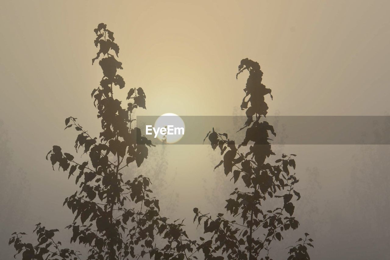 LOW ANGLE VIEW OF SILHOUETTE TREE AGAINST SKY AT SUNSET