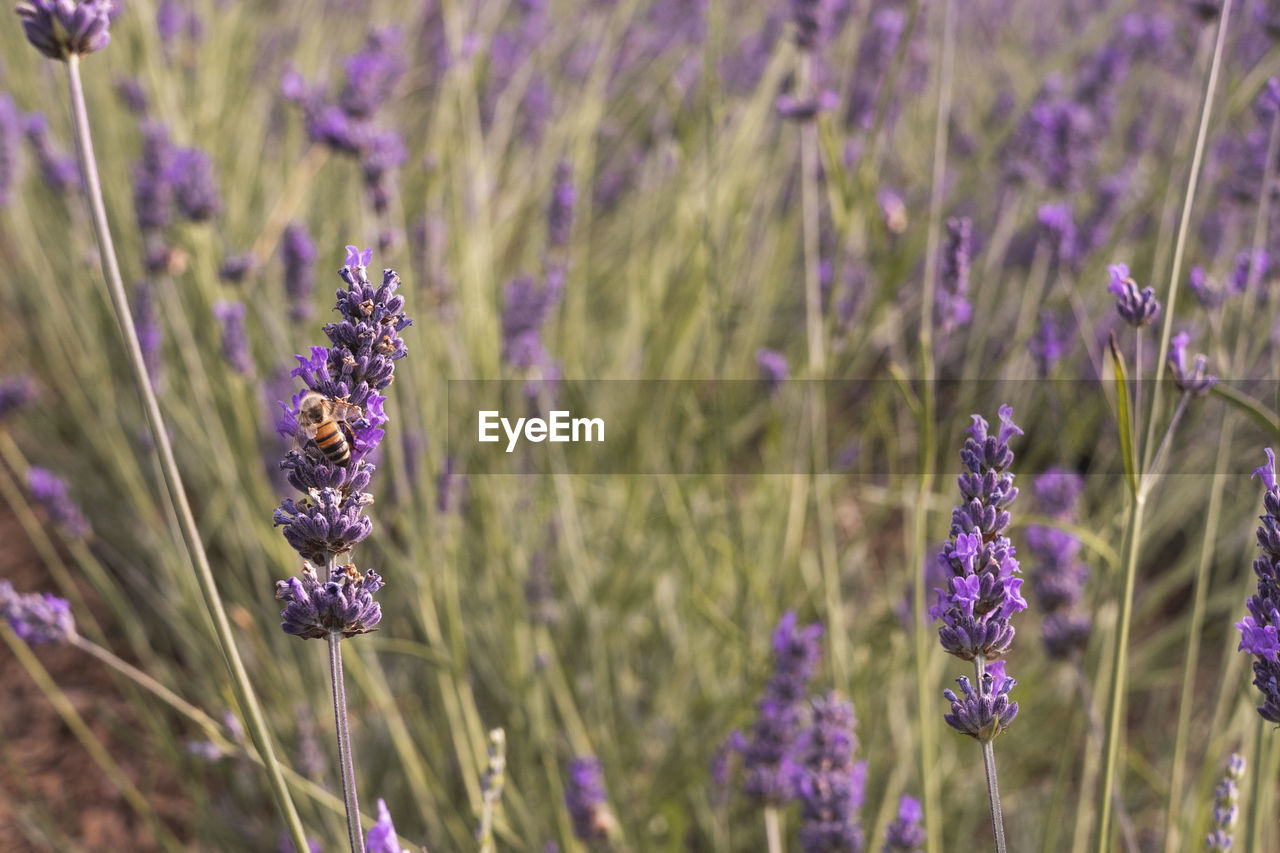 Close-up of purple lavender flowers on field