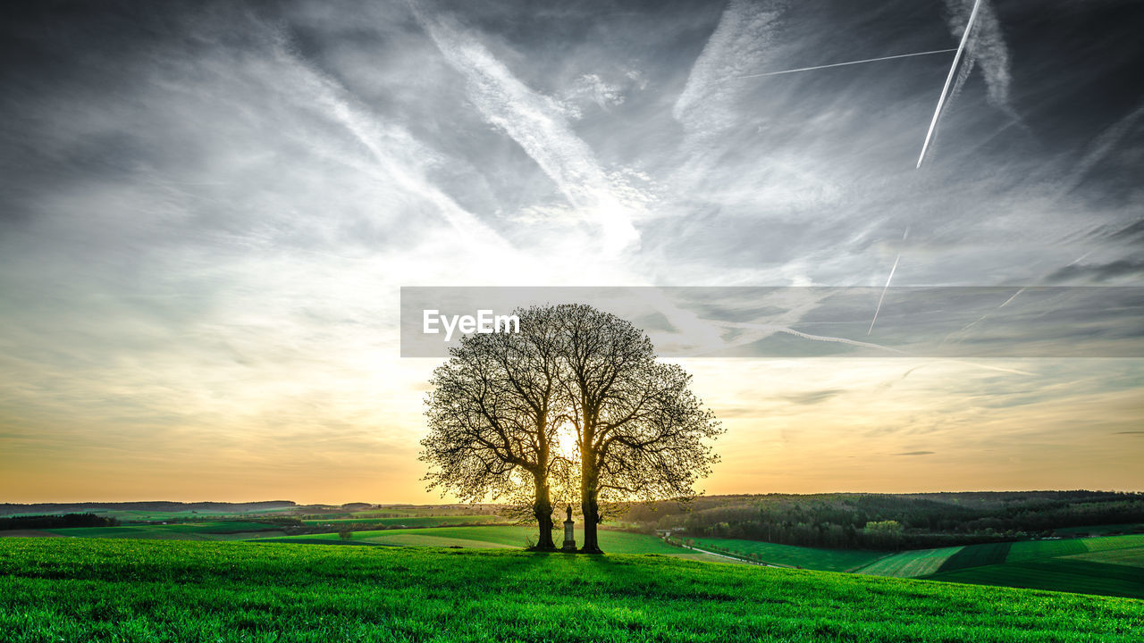 Tree on field against sky during sunset