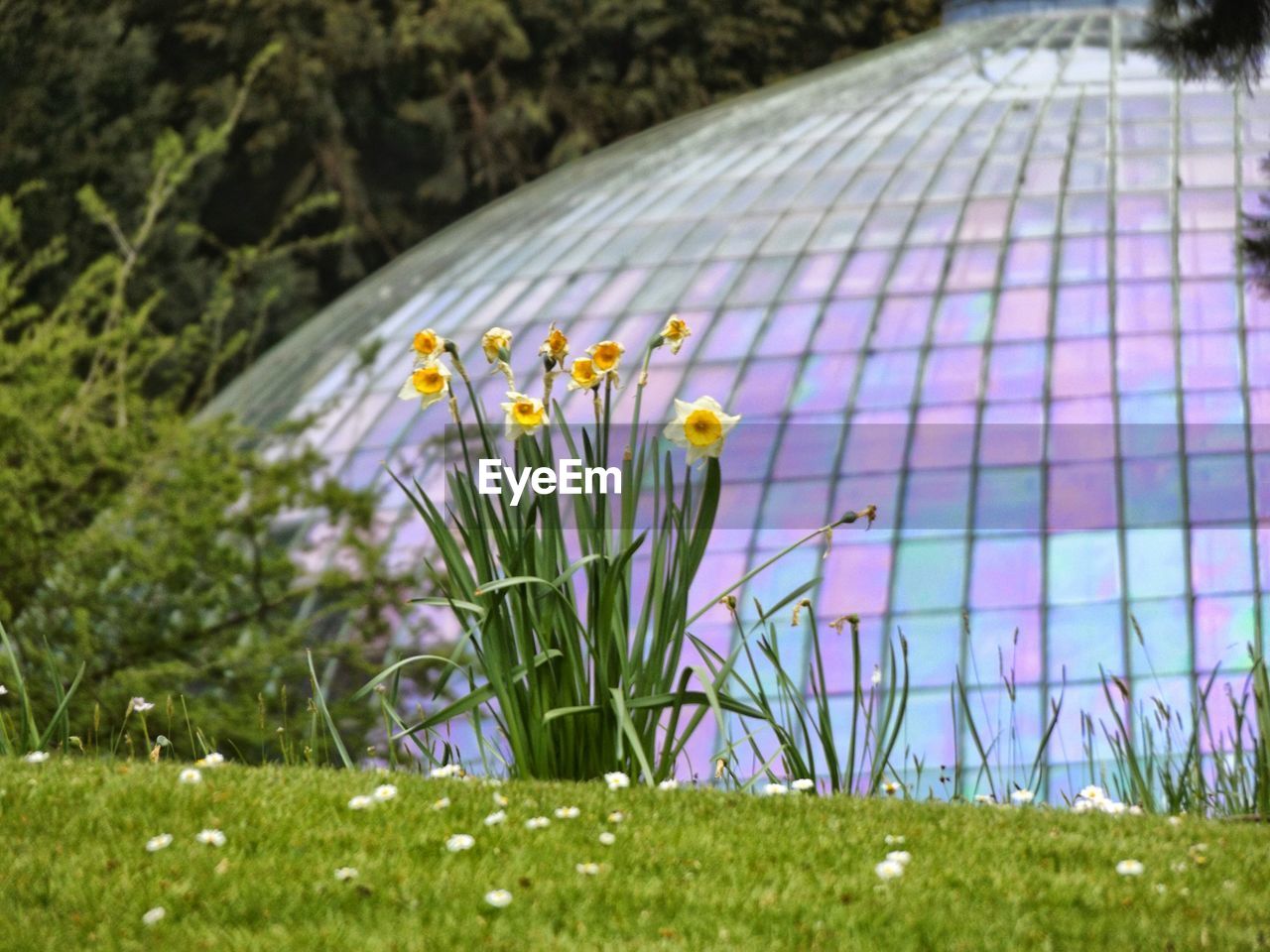 Daffodils blooming at royal greenhouses of laeken