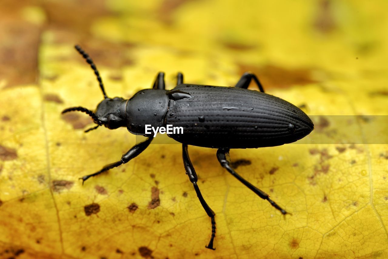 Close-up of black insect on yellow leaf