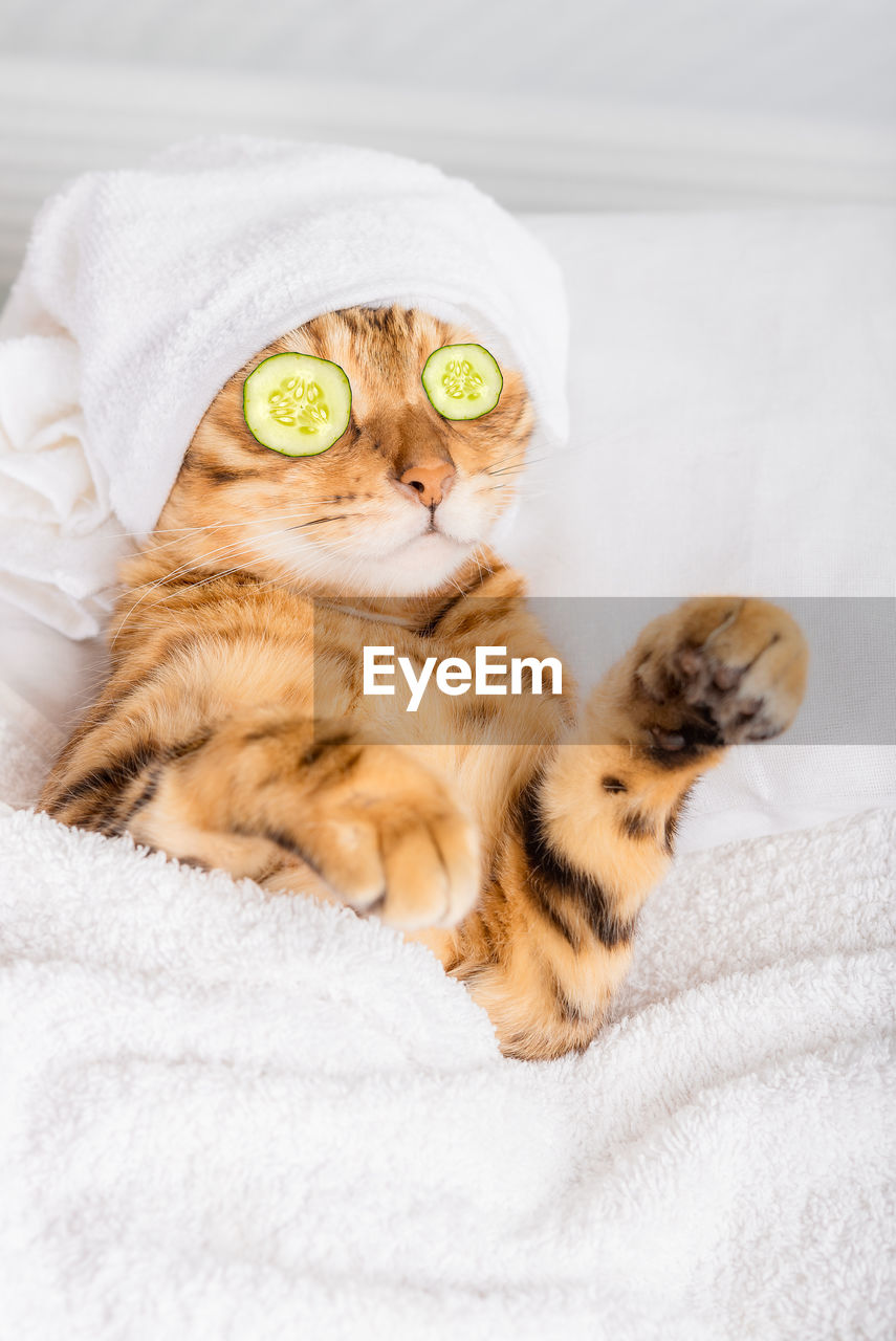 Bengal cat with cucumbers in front of his eyes in the spa. vertical shot.
