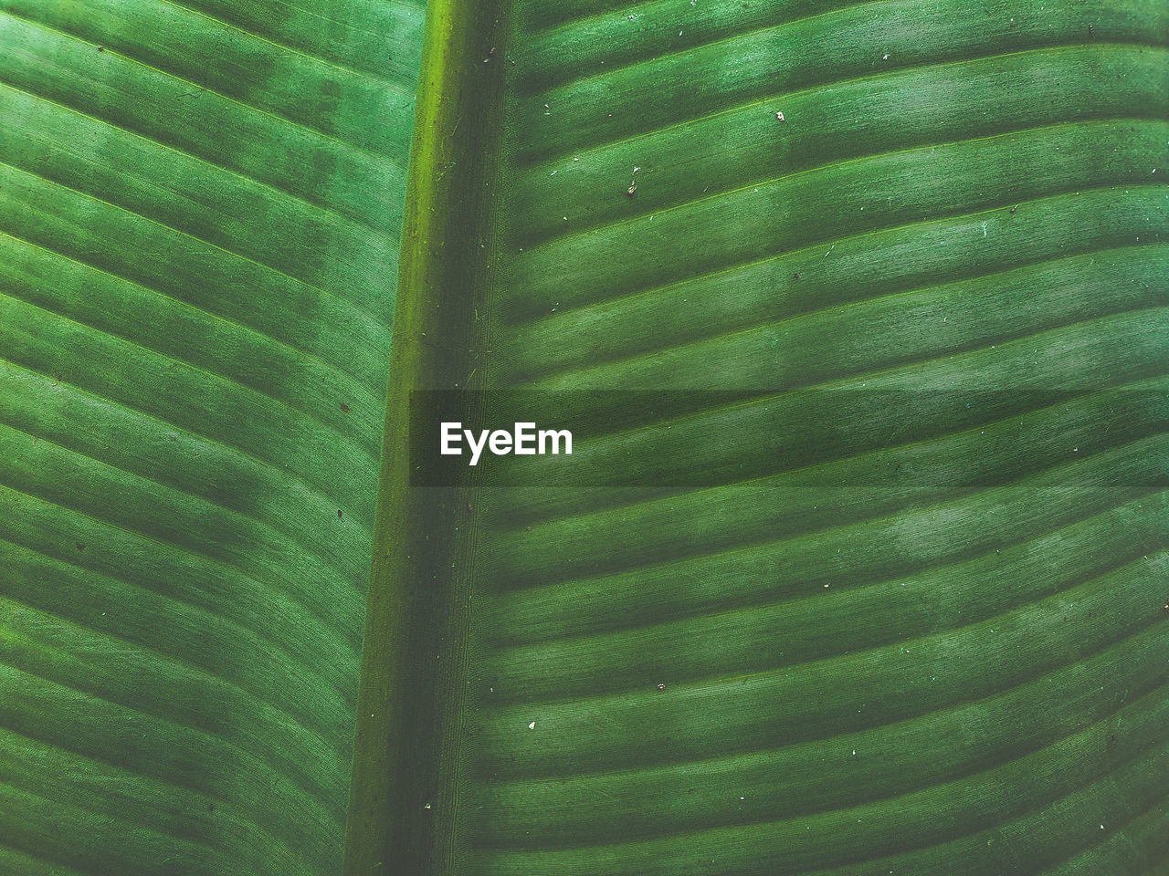 Close up view of a banana tree leaf