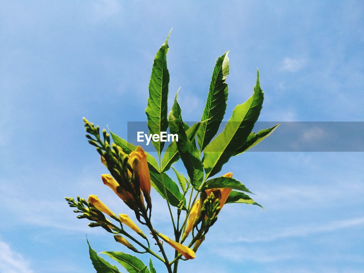 Low angle view of flowering plant against blue sky