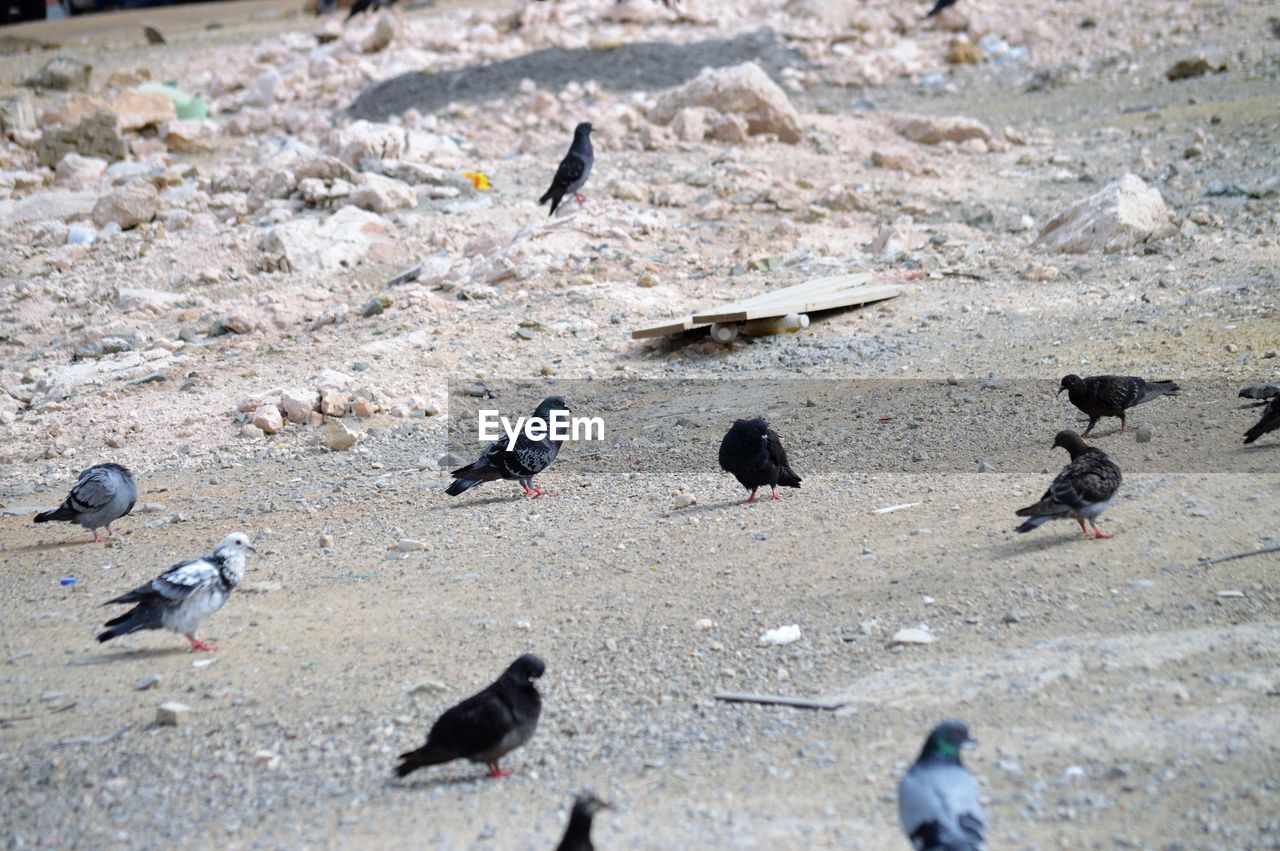 High angle view of pigeons perching on a land