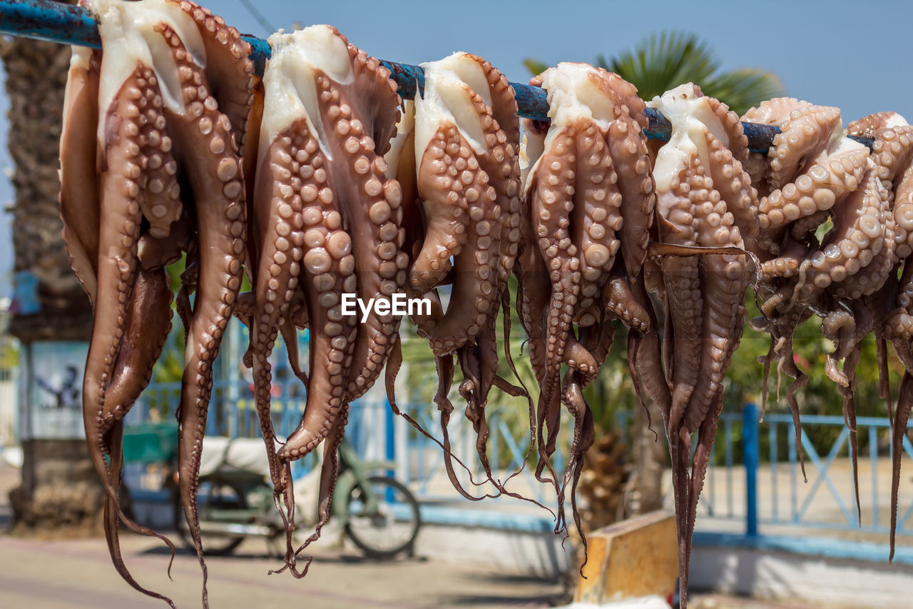 Fresh octopus hanging to dry in the sun, traditional mediterranean way to cook octopuses, octopoda