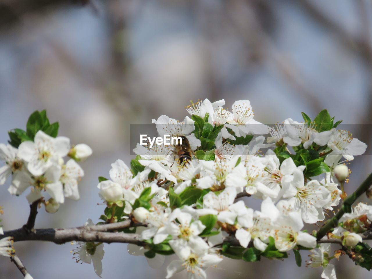 CLOSE-UP OF BEE POLLINATING FLOWER