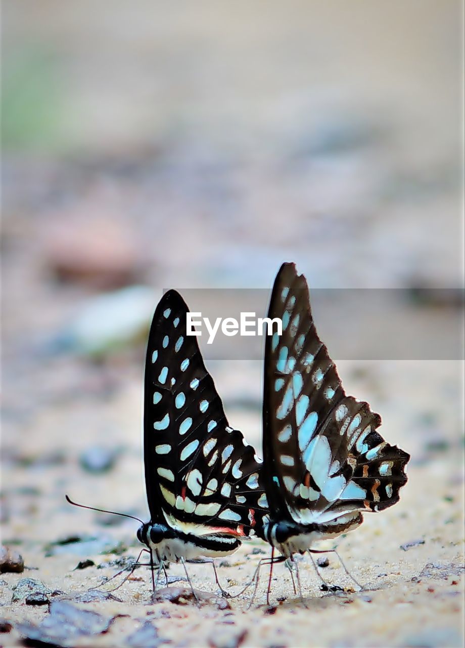 Close-up of butterflies on rock