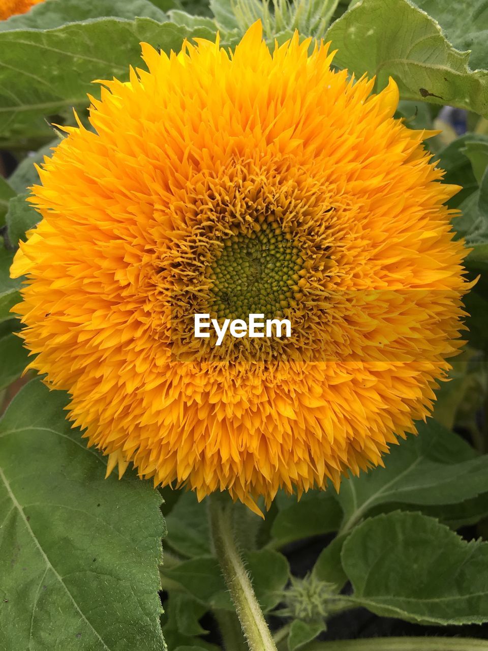 Close-up of sunflower blooming outdoors