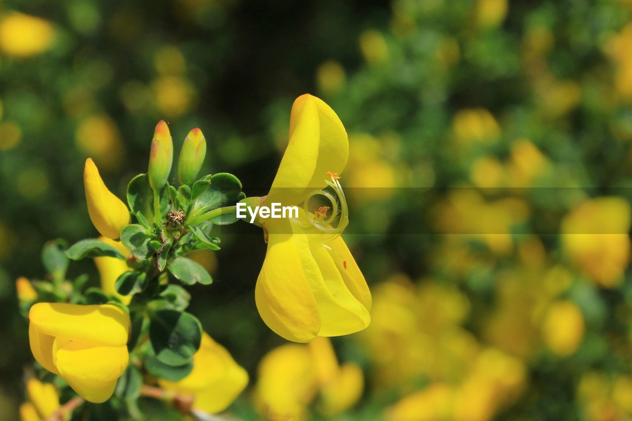 CLOSE-UP OF YELLOW FLOWER