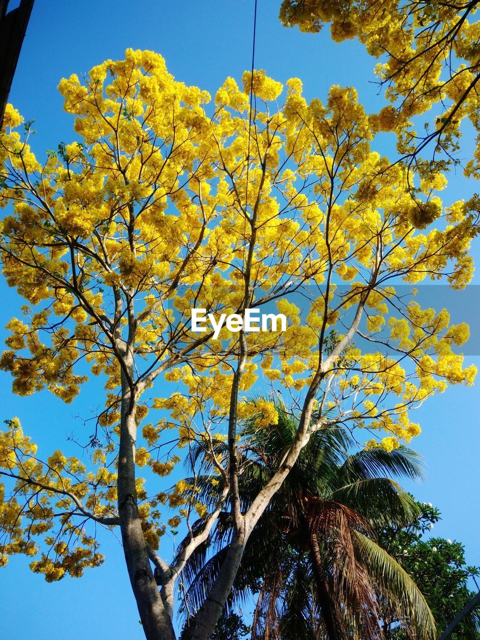 LOW ANGLE VIEW OF FLOWERING PLANT AGAINST SKY