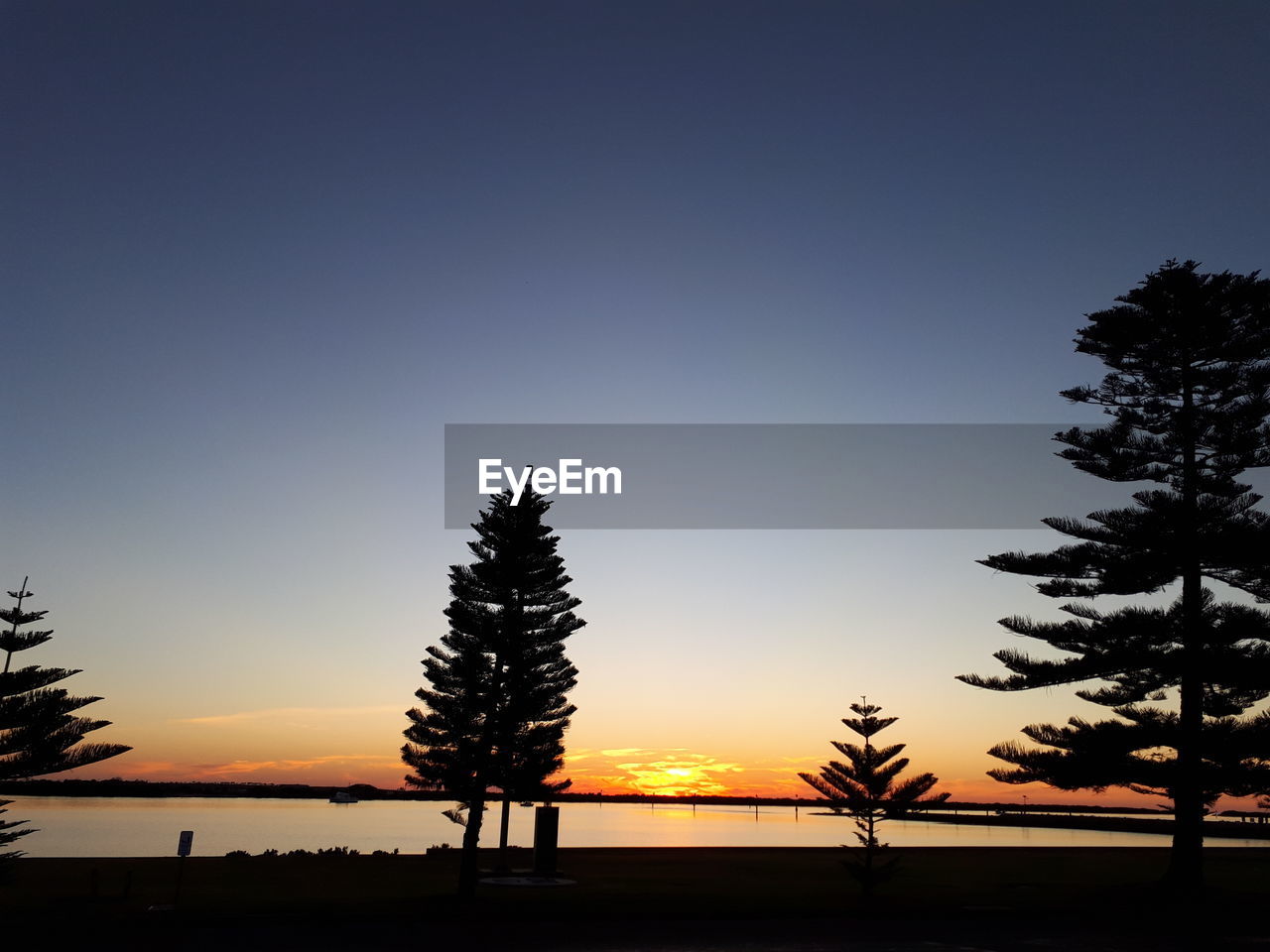 SILHOUETTE OF TREE AT SUNSET