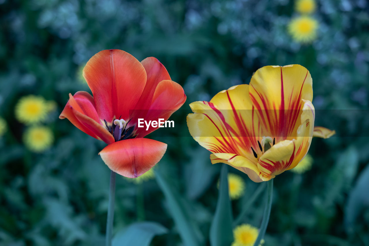 Close-up of red flowering plant