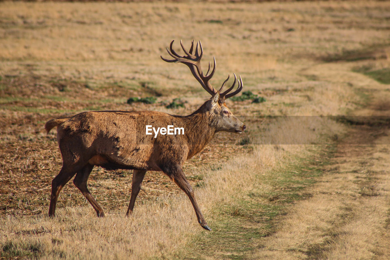 Deer in a field