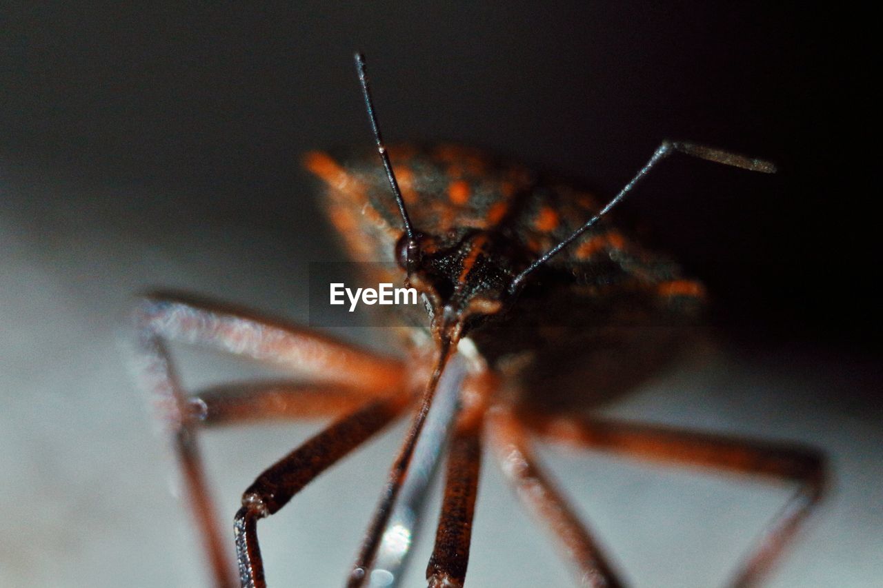 CLOSE-UP OF GRASSHOPPER