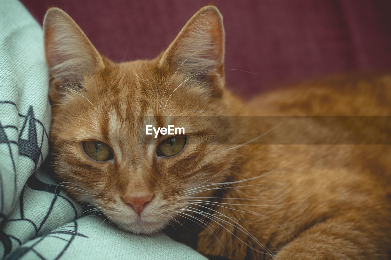 PORTRAIT OF CAT
