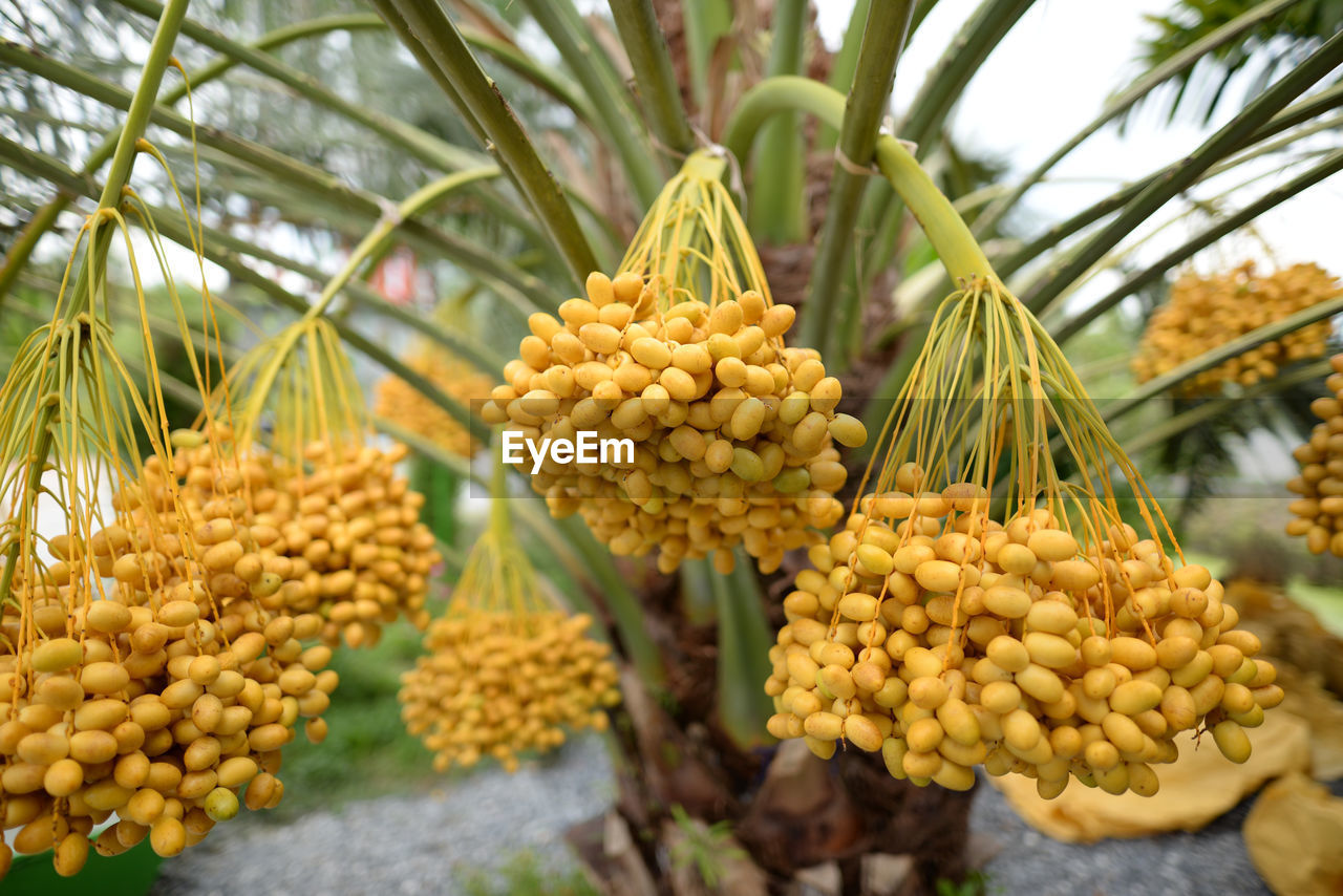 Date palm yellow fruit on a blurred background