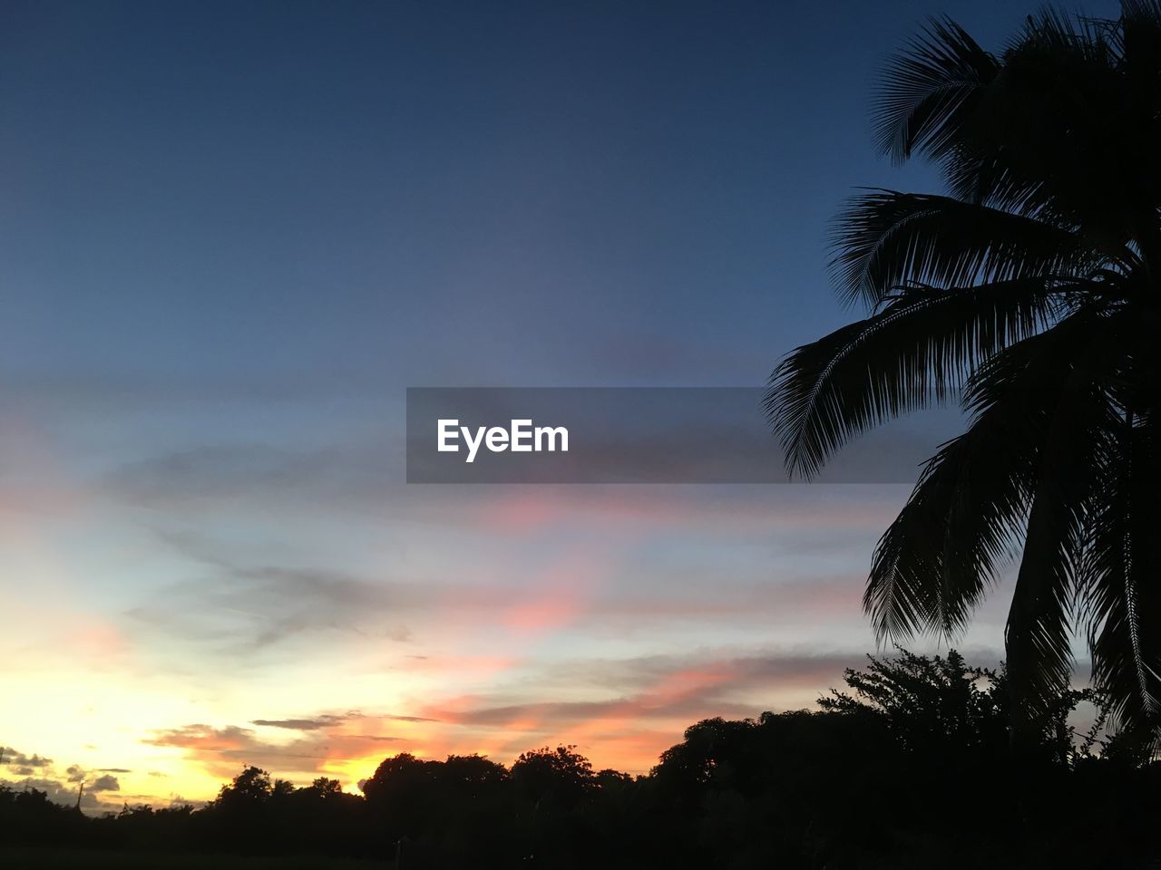 LOW ANGLE VIEW OF SILHOUETTE COCONUT PALM TREES AGAINST SKY AT SUNSET