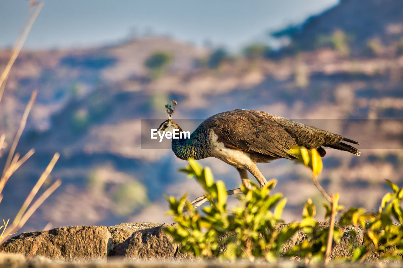 Close-up of bird perching on a plant