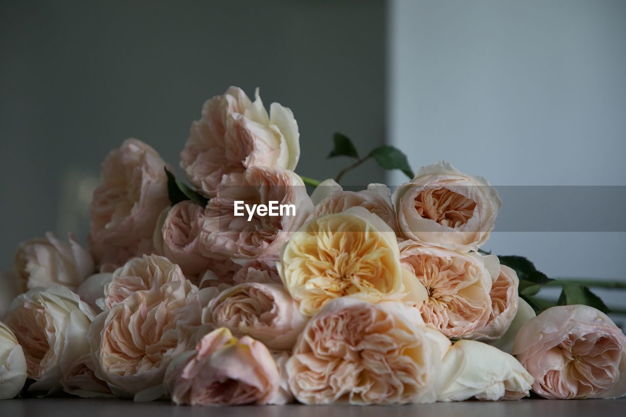 CLOSE-UP OF ROSE BOUQUET ON PLANT