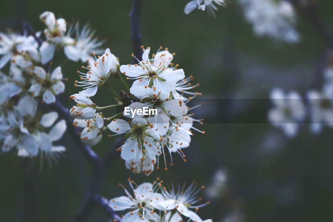 Close-up of white flowers blooming