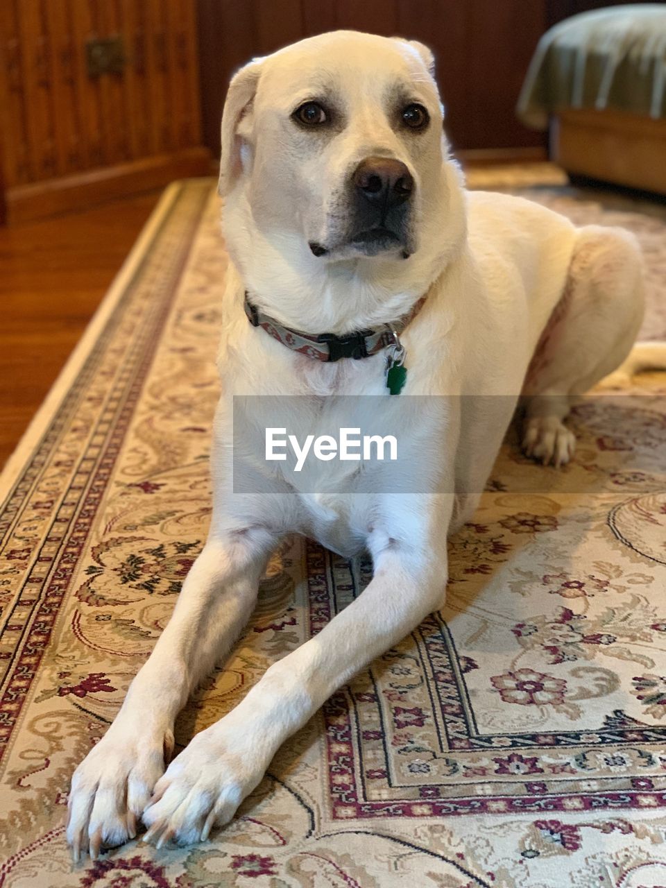 PORTRAIT OF DOG RELAXING ON FLOOR AT HOME