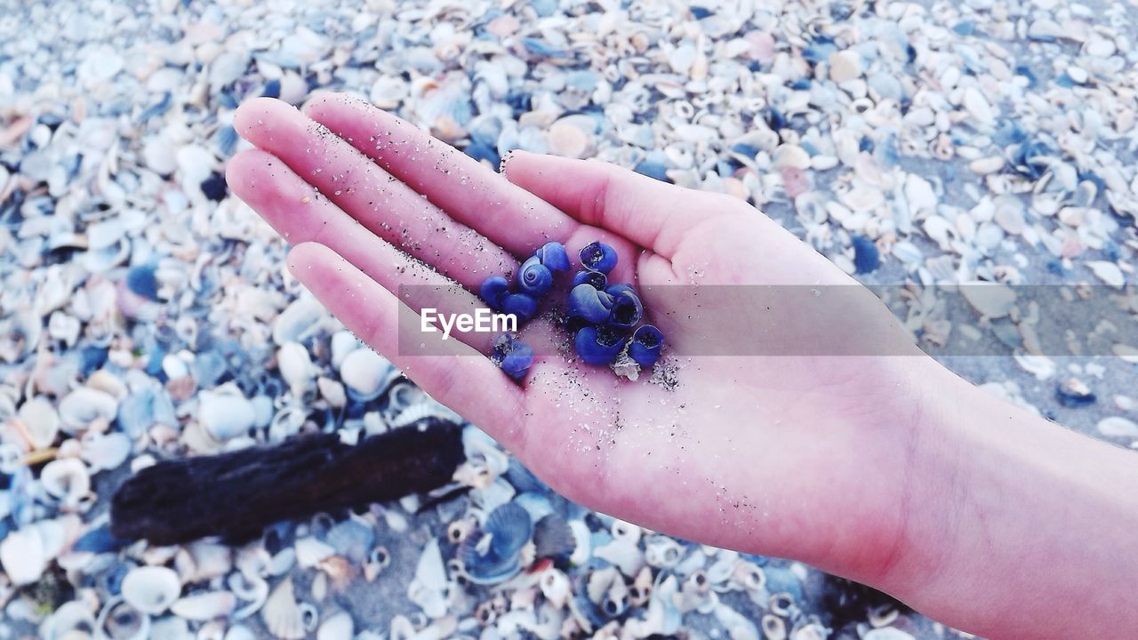 Cropped image of hand holding seashells