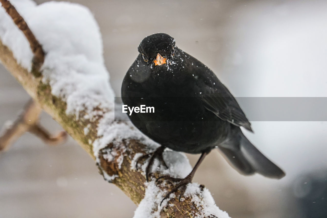 bird, animal themes, animal, winter, animal wildlife, snow, wildlife, close-up, cold temperature, blackbird, nature, one animal, beak, black, no people, branch, outdoors, tree, perching, frozen, environment, day, snowing