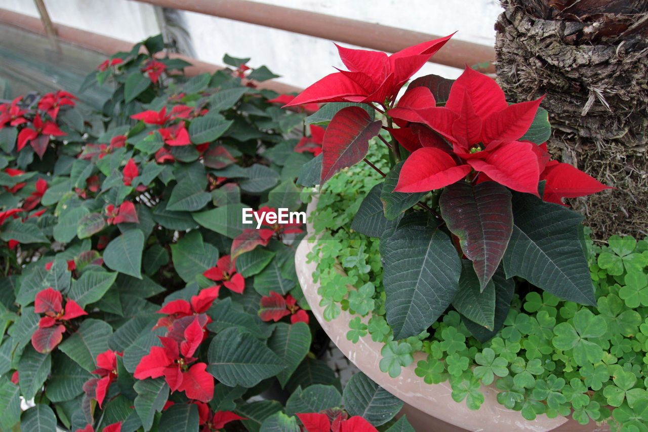 CLOSE-UP OF RED FLOWERS BLOOMING IN GARDEN