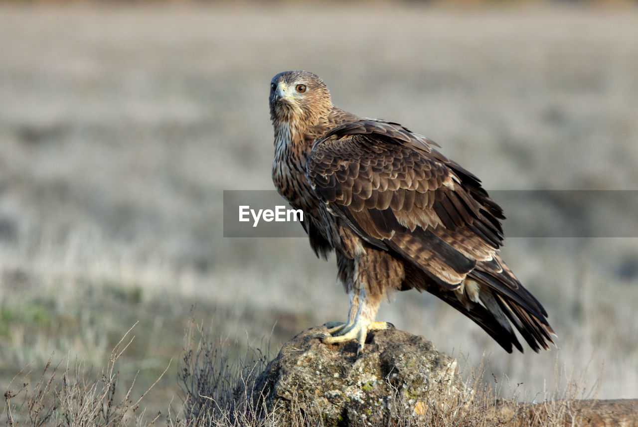 CLOSE-UP OF EAGLE