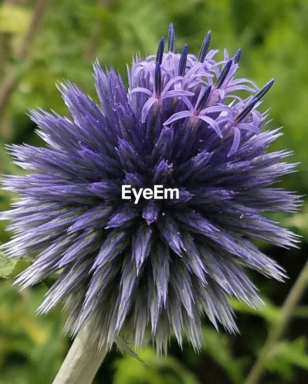 CLOSE-UP OF PURPLE FLOWER