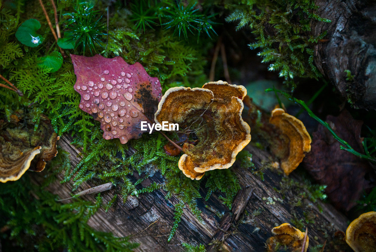nature, plant, tree, mushroom, fungus, forest, growth, vegetable, land, food, no people, moss, leaf, autumn, woodland, beauty in nature, natural environment, close-up, outdoors, day, high angle view, plant part, toadstool, food and drink, edible mushroom, macro photography, wood, tree trunk, trunk, tree stump, tranquility