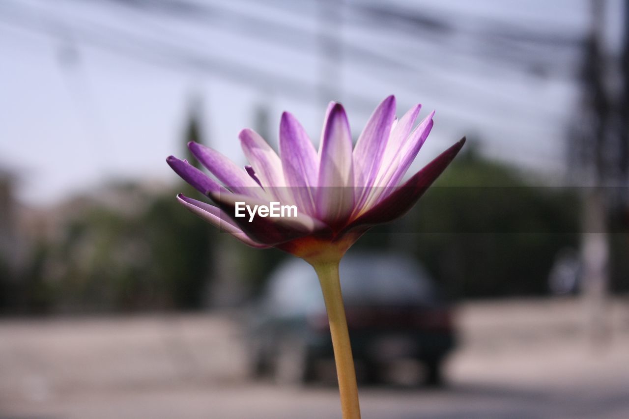 Close-up of pink water lily