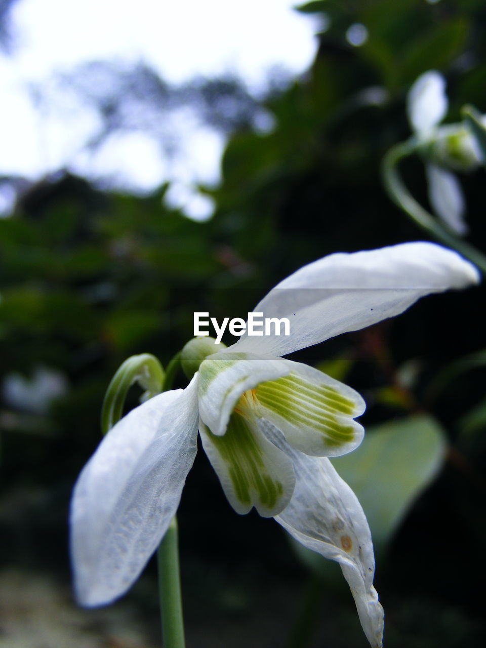 CLOSE-UP OF FLOWERS