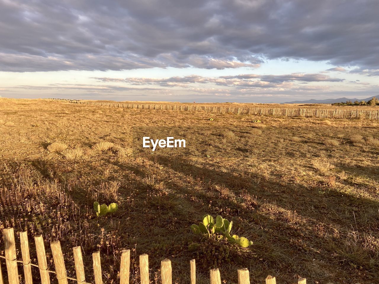 landscape, field, sky, environment, cloud, land, nature, agriculture, soil, horizon, scenics - nature, plant, beauty in nature, rural scene, plain, rural area, no people, prairie, growth, hill, natural environment, tranquility, sunlight, crop, day, tranquil scene, outdoors, fence, farm, horizon over land, grass, morning, grassland, flower, yellow, non-urban scene