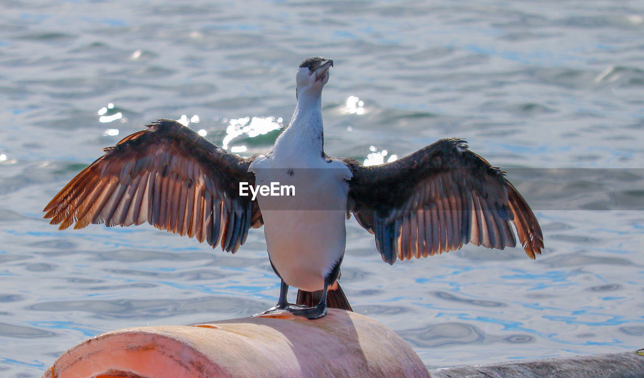 Bird perching on shore