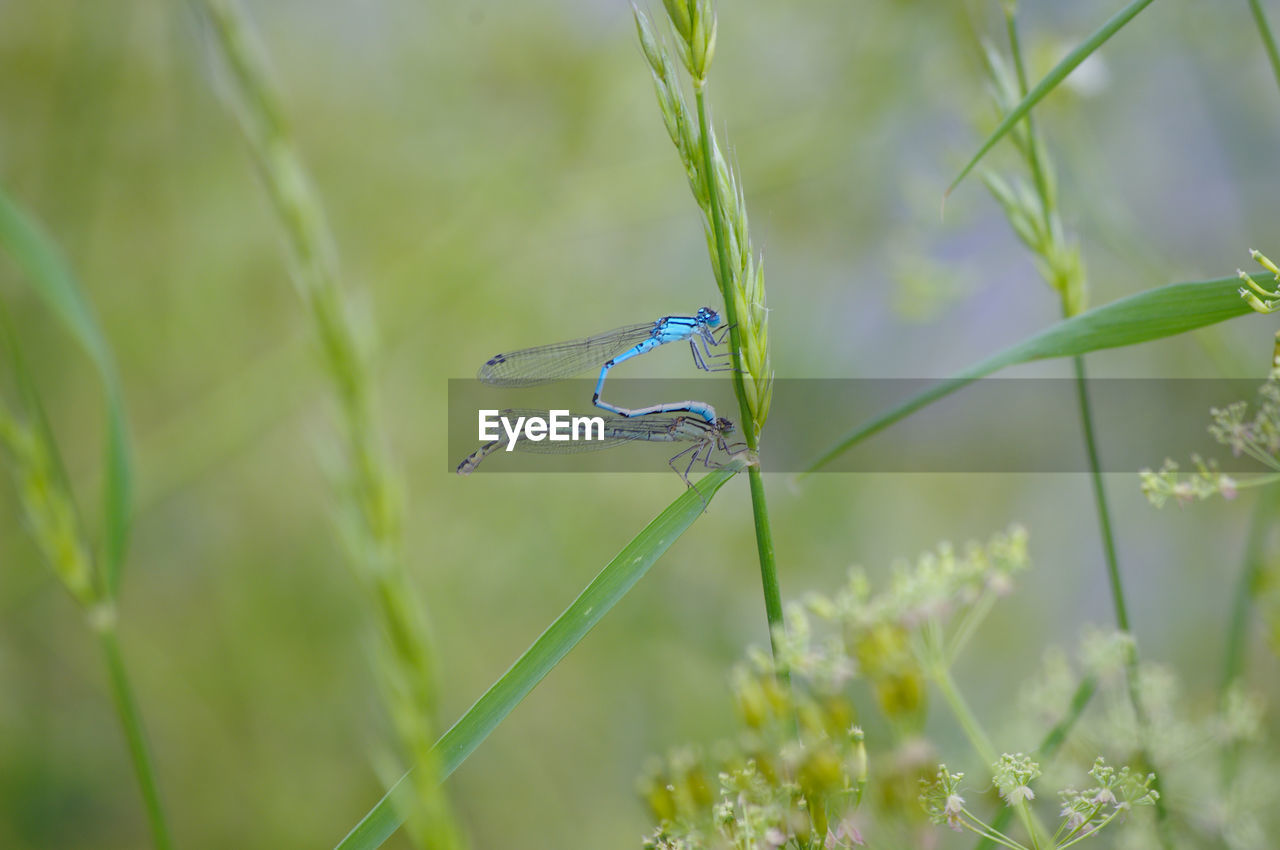 CLOSE-UP OF GREEN INSECT ON STEM