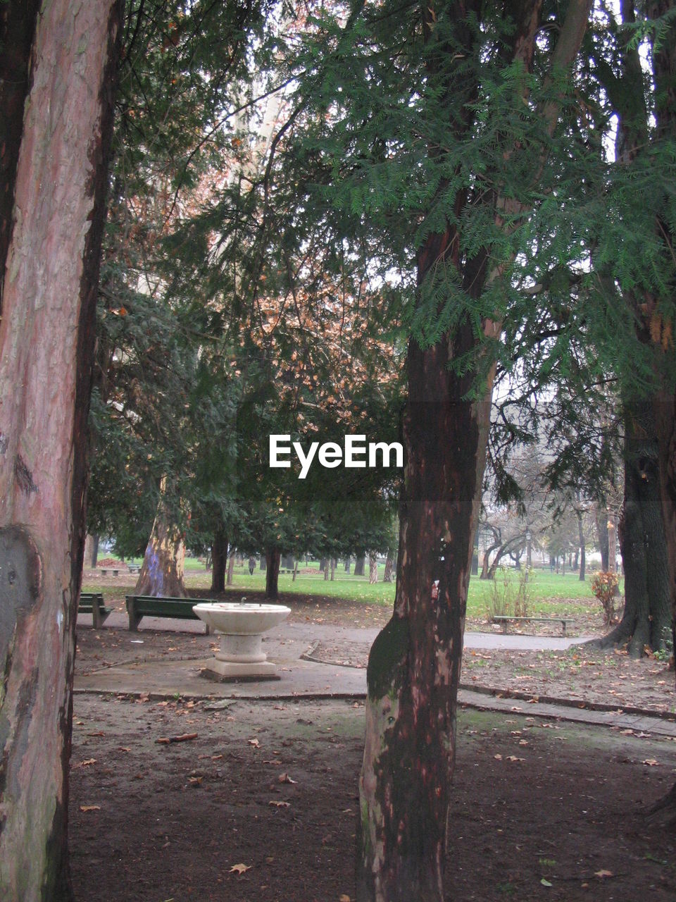 TREES GROWING ON TREE TRUNK