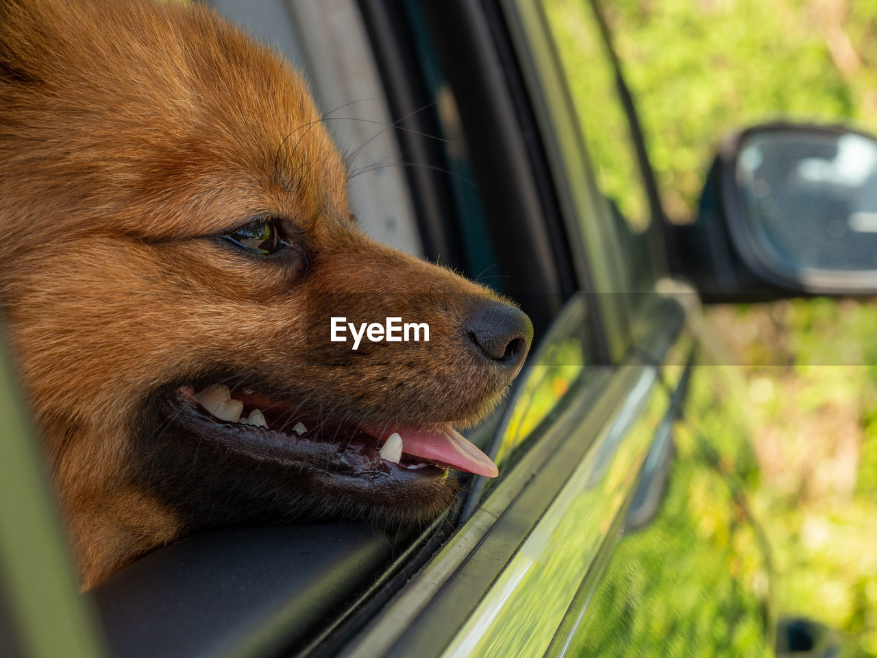 close-up of dog on car