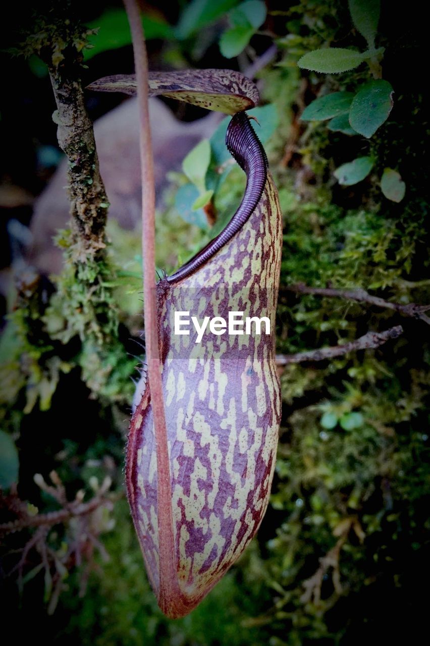 CLOSE-UP OF PLANT HANGING ON TREE