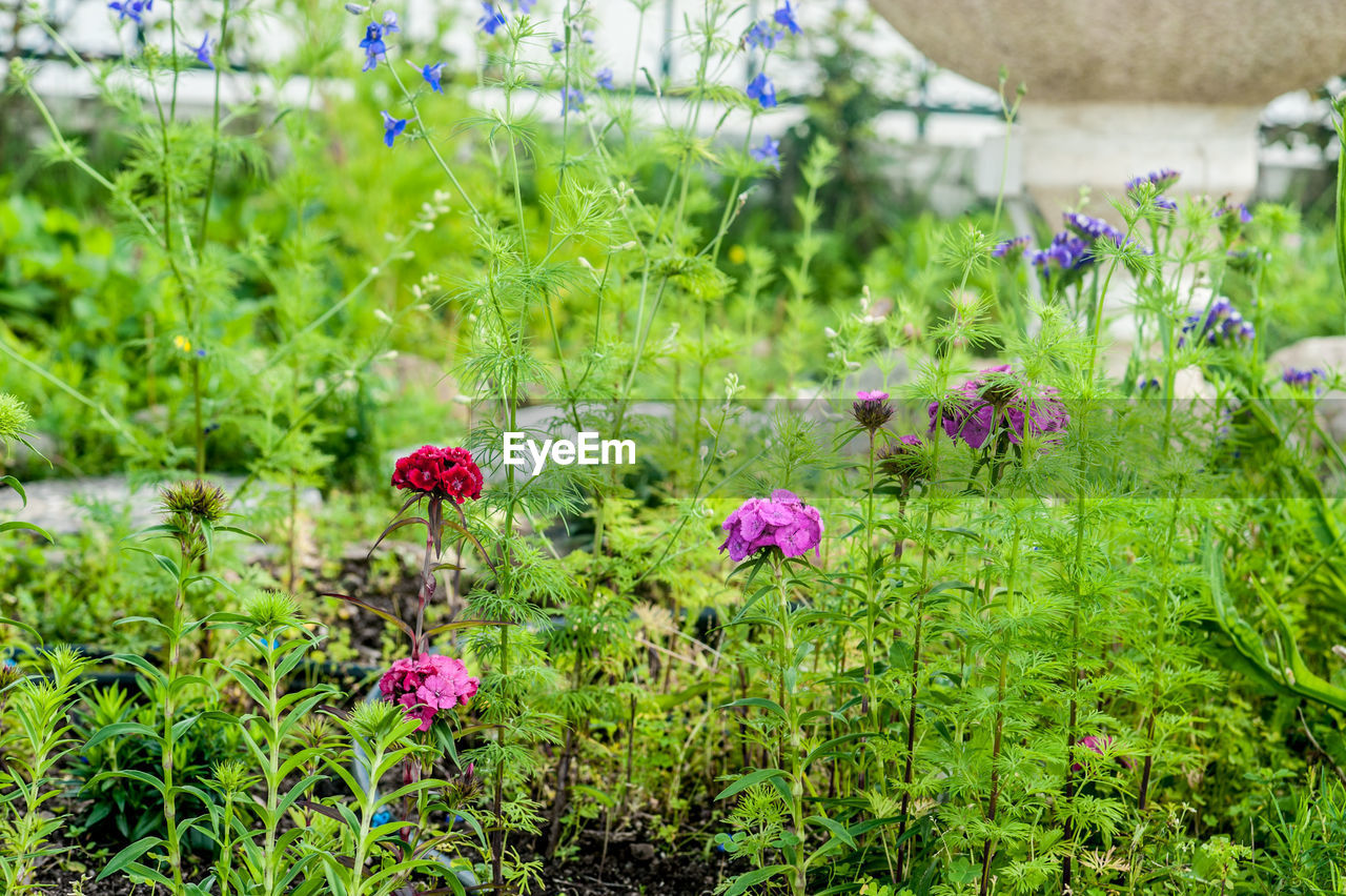 PURPLE FLOWERING PLANTS ON FIELD