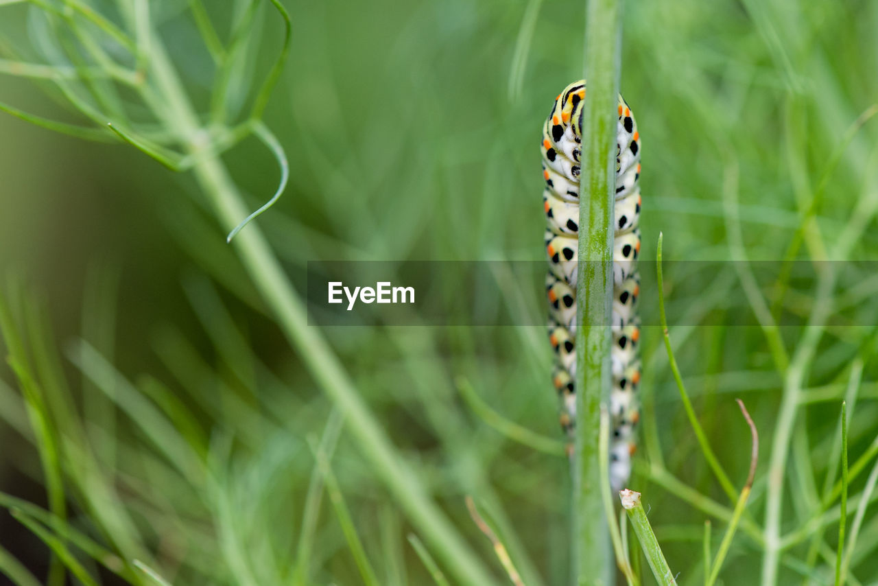 Close-up of insect on grass