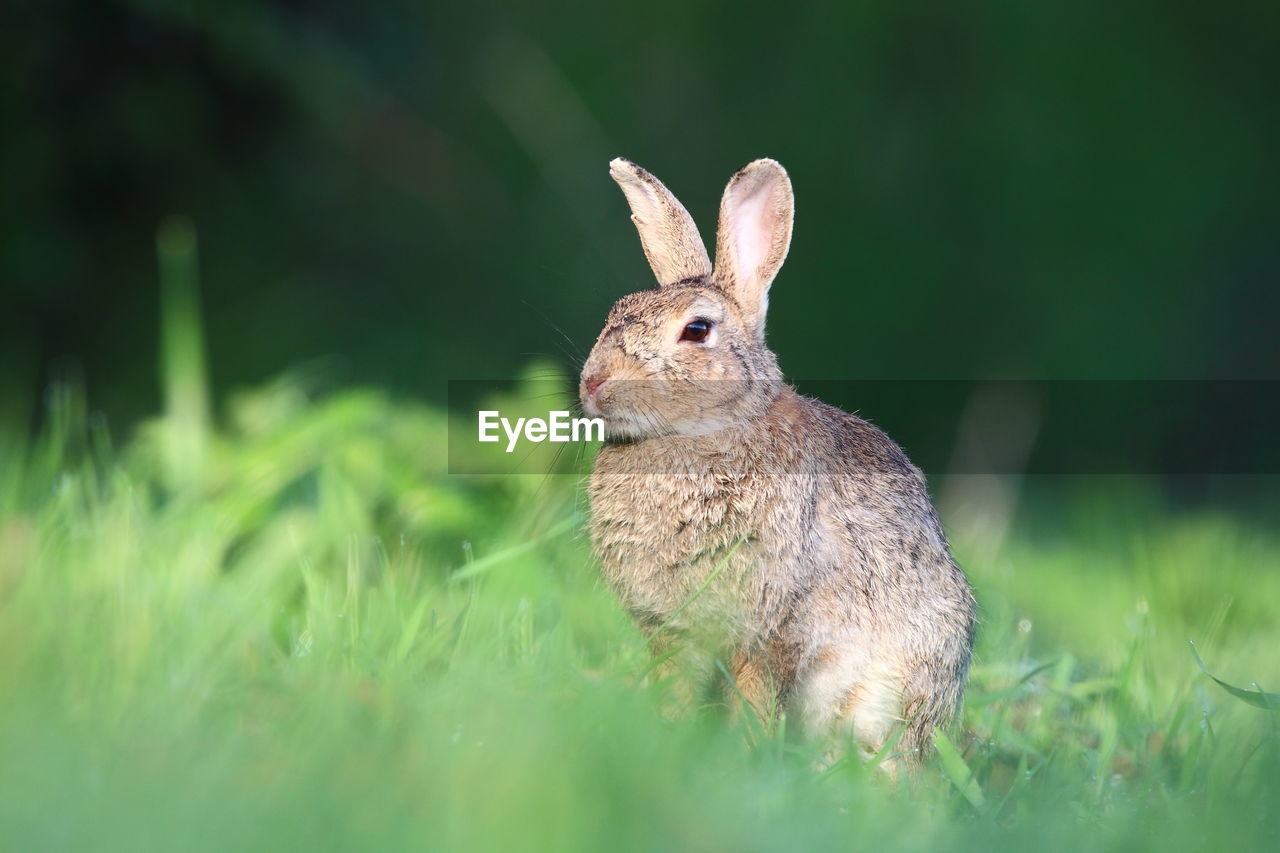 CLOSE-UP OF AN ANIMAL ON LAND