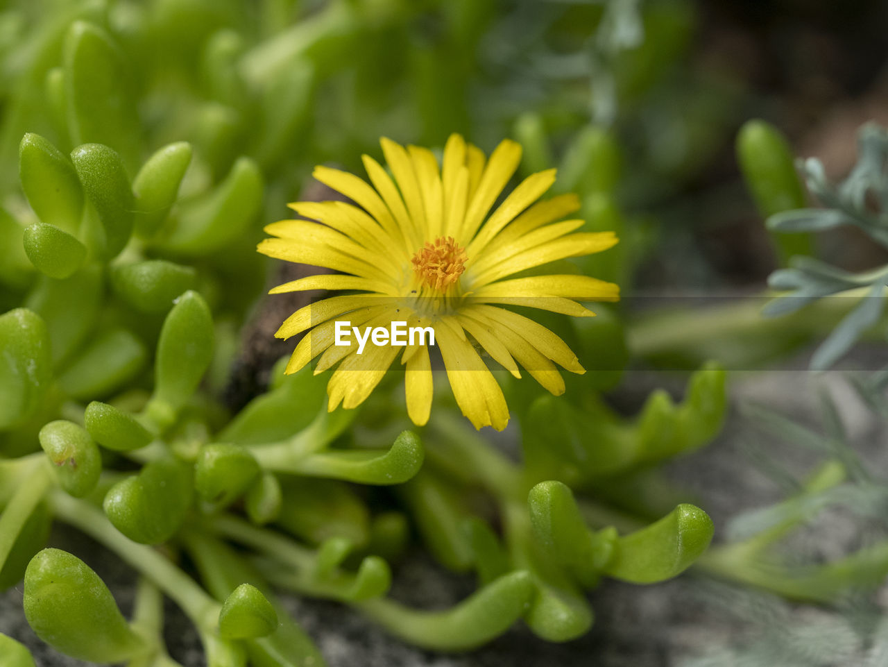 CLOSE-UP OF YELLOW FLOWERING PLANT ON LEAF