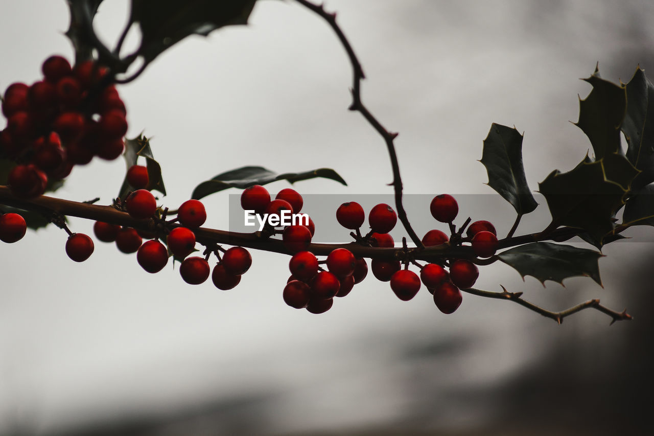 LOW ANGLE VIEW OF BERRIES ON TREE