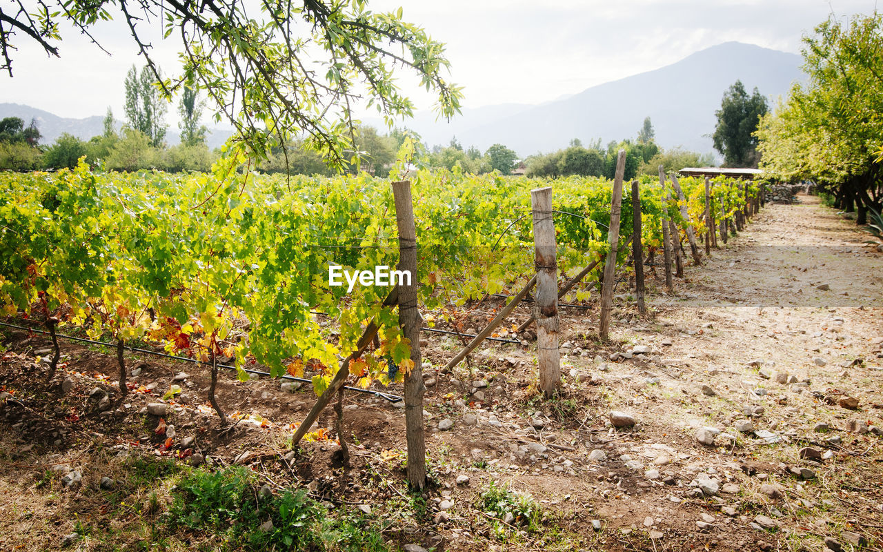 Vineyard against sky