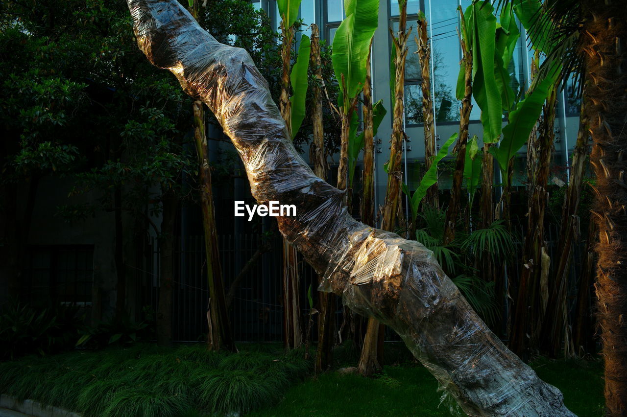 CLOSE-UP OF TREE TRUNK