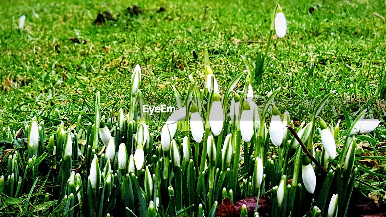 WHITE FLOWERS GROWING ON GRASSY FIELD