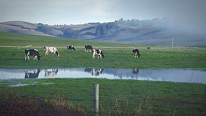 SCENIC VIEW OF GRASSY LANDSCAPE