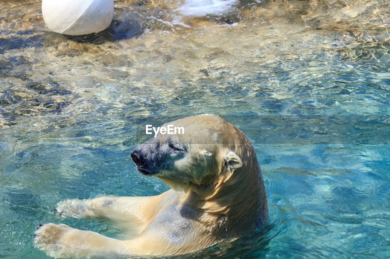 High angle view of polar bear swimming